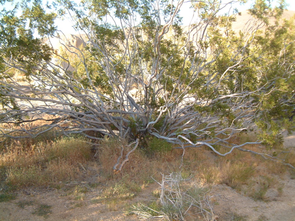 Cottonwood 