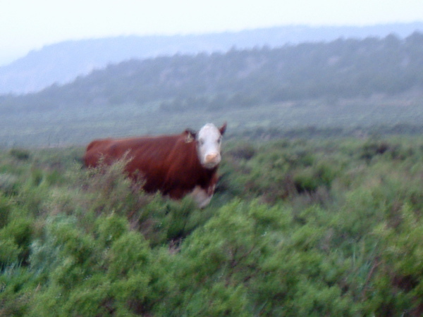 Moo!!!!!!!