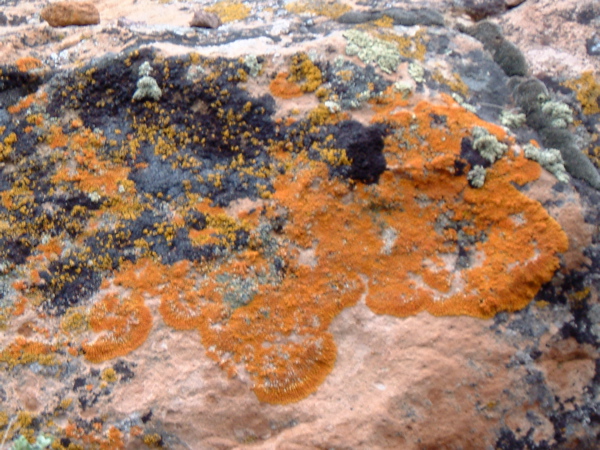 Lichen, Orange - Hickison Petroglyphs