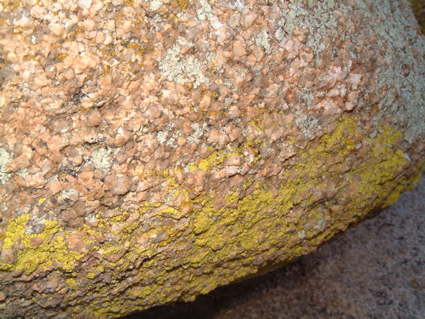 Yellow Lichen