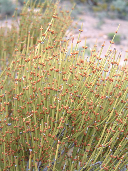 Nubby Needles