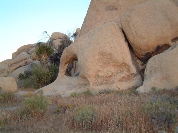 Definitely an elephant