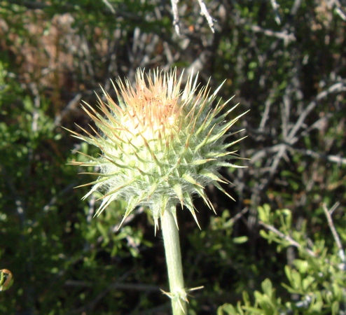 Thistle
