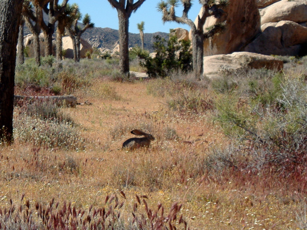 Jackrabbit
