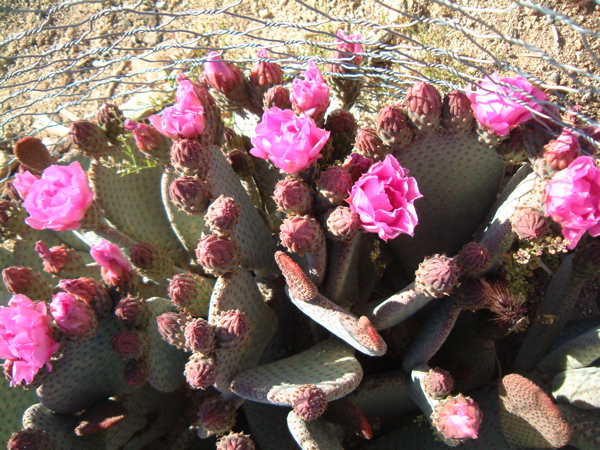 Beavertail Cactus