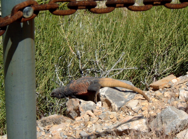 Lizard, Mitchell