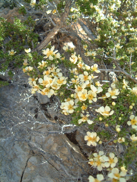 Cliffrose