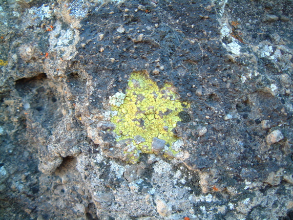 Lichen, Mojave