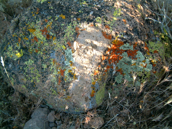 Rainbow Lichen