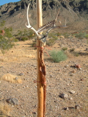 Antlers