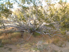Cottonwood 
