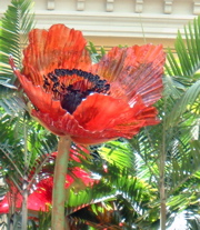 Poppy