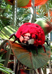 Floral Ladybug