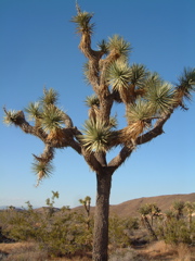 Joshua Tree, CA