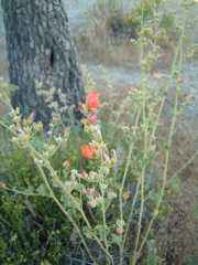 Desert Globe Mallow