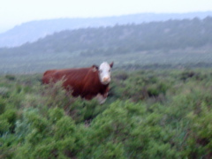 Moo!!!!!!!