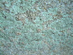 Teal Lichen