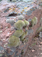 Mosses