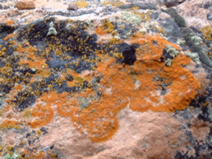 Lichen, Orange - Hickison Petroglyphs