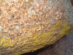 Yellow Lichen