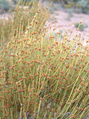 Nubby Needles