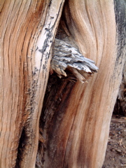 Trunk