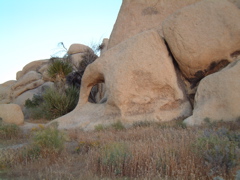 Definitely an elephant
