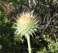 Thistle