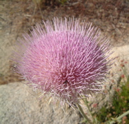 Thistle Blossom