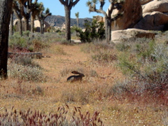 Jackrabbit