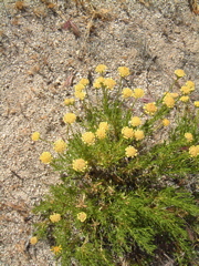 Desert Dandelion