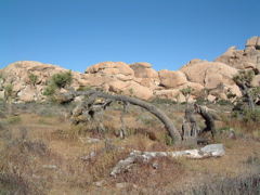 Bent Yucca