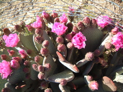 Beavertail Cactus