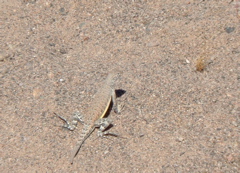 Lizard, Amboy