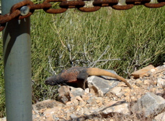 Lizard, Mitchell
