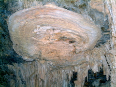 Shield Formation