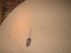 Deermouse