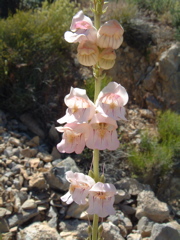 Not quite a snapdragon