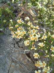 Cliffrose