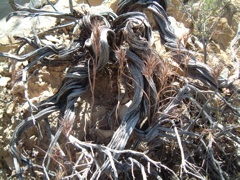 Dried