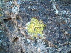 Lichen, Mojave