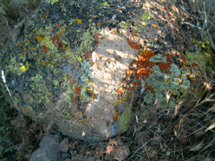 Rainbow Lichen