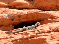 Lizard, Valley of Fire