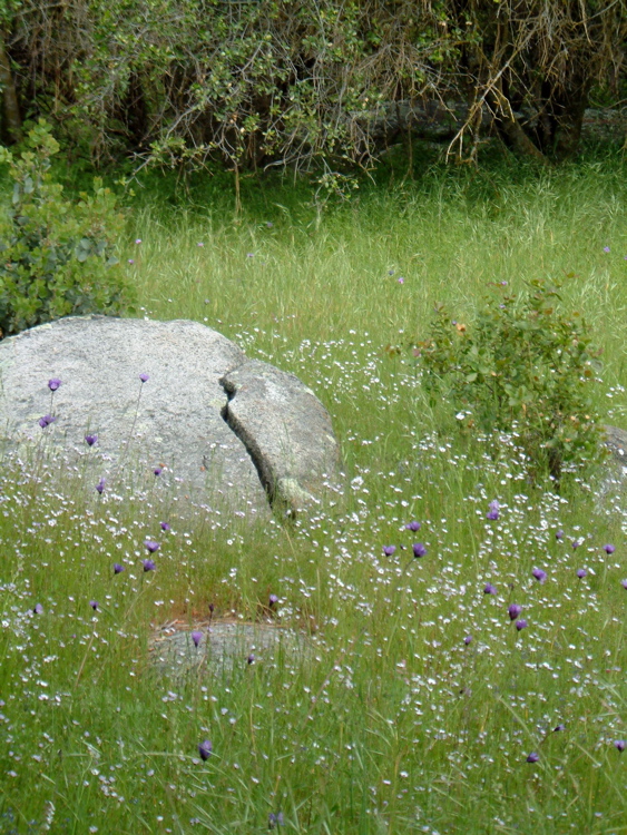 Cracked Rock