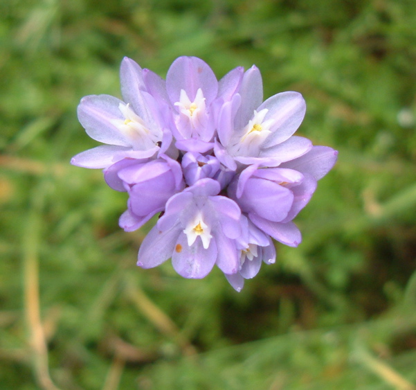 Purple Blossom