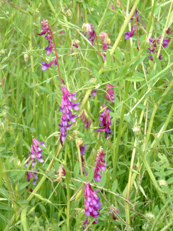 Purple Wildflowers 2
