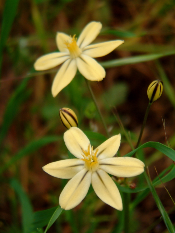 Yellow Wildflowers