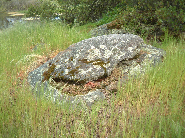lichen and rocks