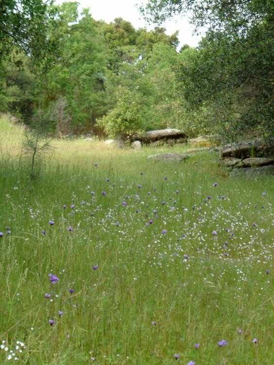 Meadow