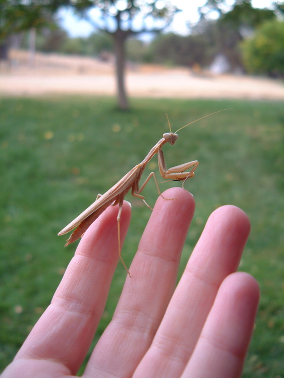 Brown Mantis